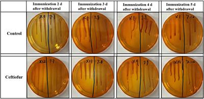 Effect of Antibiotics on the Colonization of Live Attenuated Salmonella Enteritidis Vaccine in Chickens